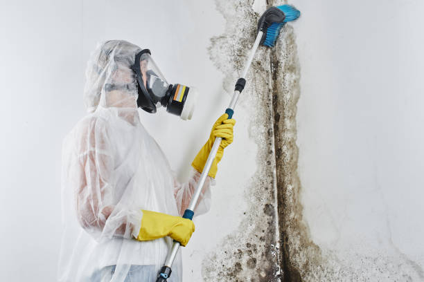 Best Mold Removal for HVAC Installations  in Biltmore, TN